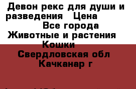 Девон рекс для души и разведения › Цена ­ 20 000 - Все города Животные и растения » Кошки   . Свердловская обл.,Качканар г.